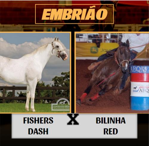 FISHERS DASH X BILINHA RED (Embrião Efetivado)