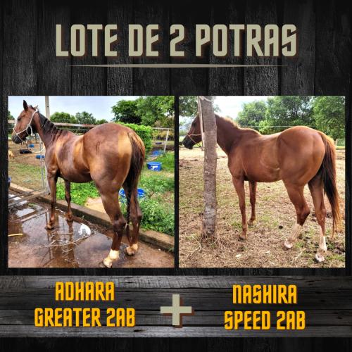 LOTE DE 2 POTRAS