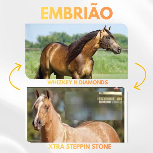 WHIZKEY N DIAMONDS X XTRA STEPPIN STONE (Embrião efetivado)