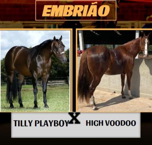 TILLY PLAYBOY X HIGH VOODOO (Embrião a efetivar)